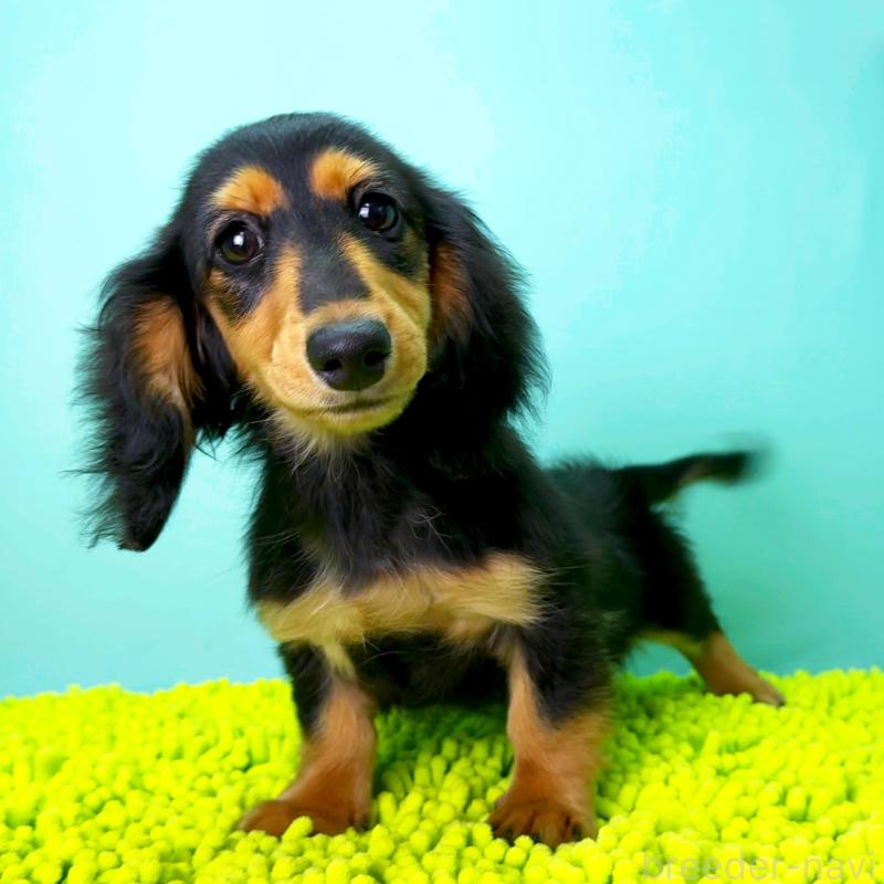 販売中の栃木県のミニチュアダックスフンド(ロングヘアード)-409518の2枚目