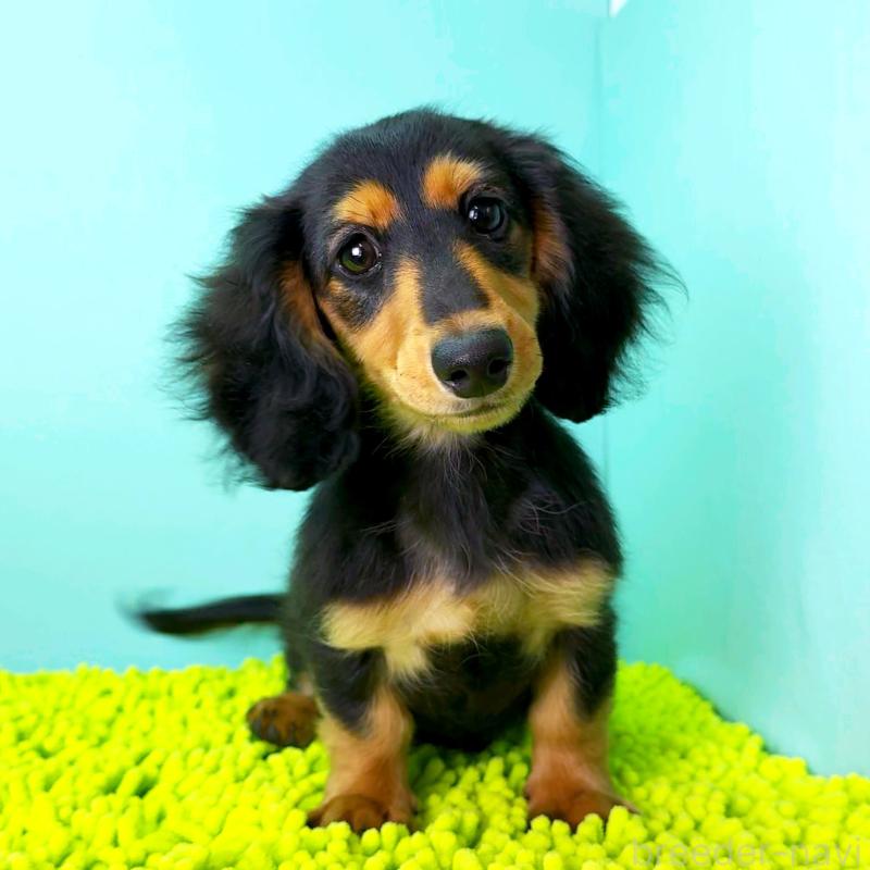 販売中の栃木県のミニチュアダックスフンド(ロングヘアード)-409518