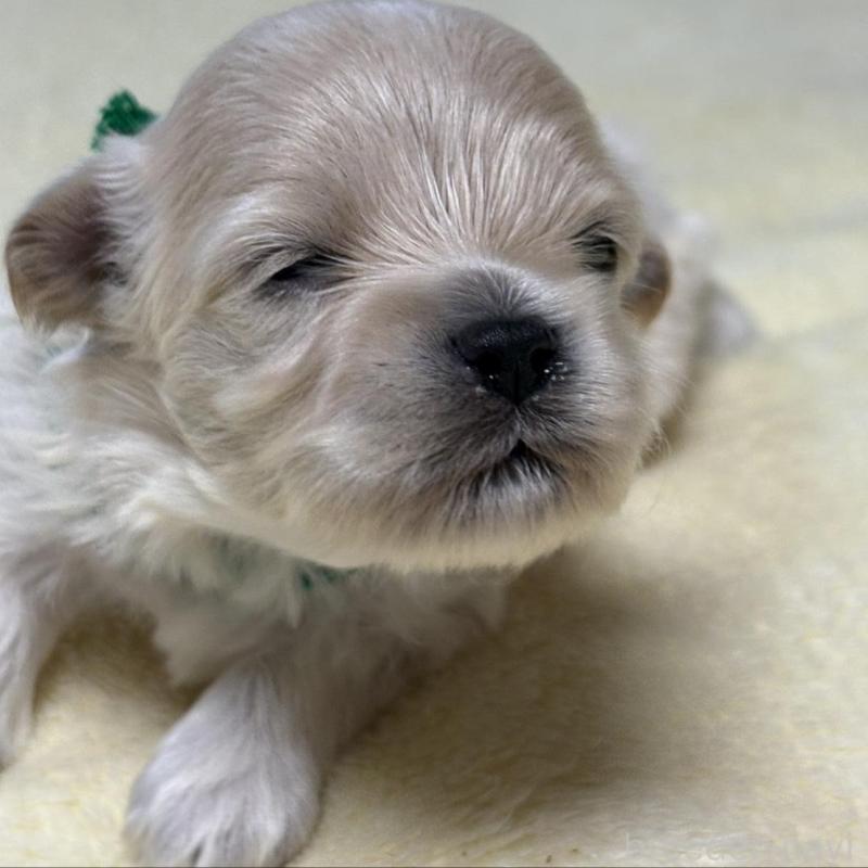 販売中の埼玉県のマルプー:マルチーズ×トイプードル-426038