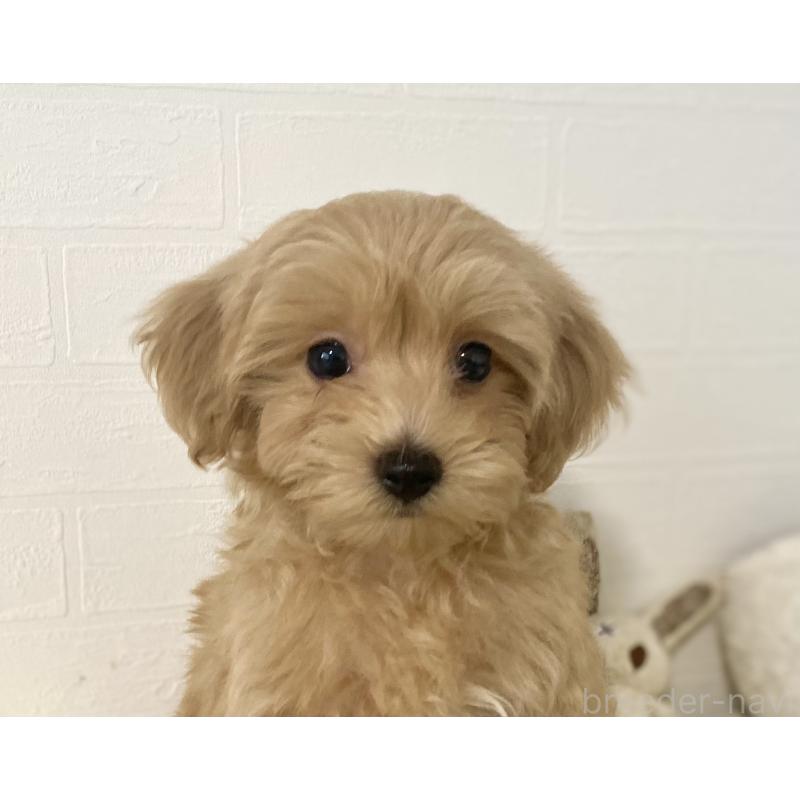 販売中の静岡県のマルプー:マルチーズ×トイプードル-426907の5枚目