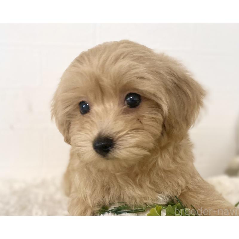 販売中の静岡県のマルプー:マルチーズ×トイプードル-426907の4枚目