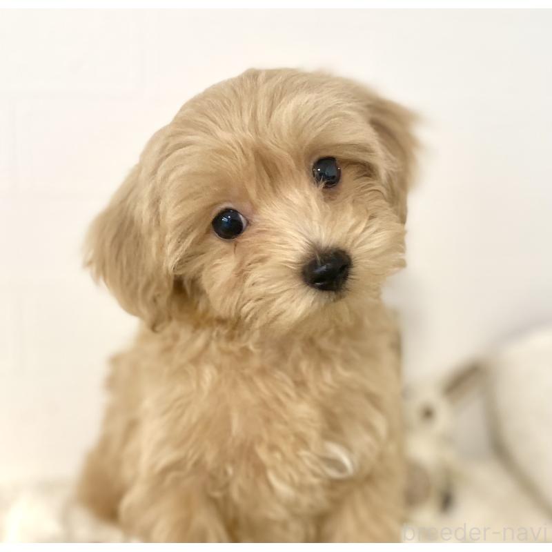 販売中の静岡県のマルプー:マルチーズ×トイプードル-426907の3枚目