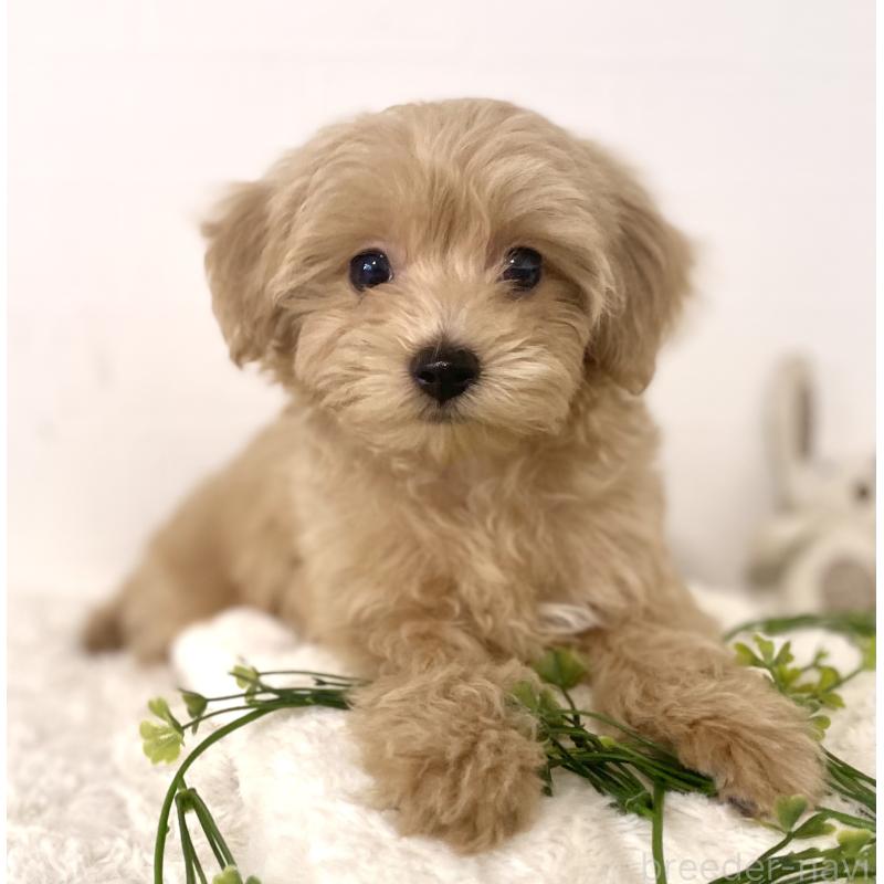 販売中の静岡県のマルプー:マルチーズ×トイプードル-426907の2枚目