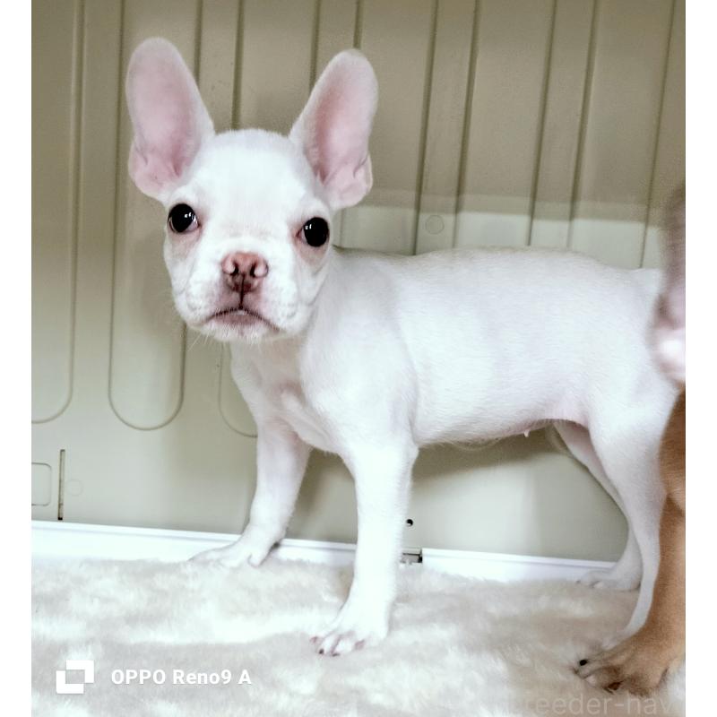 販売中の沖縄県のフレンチブルドッグ-414649