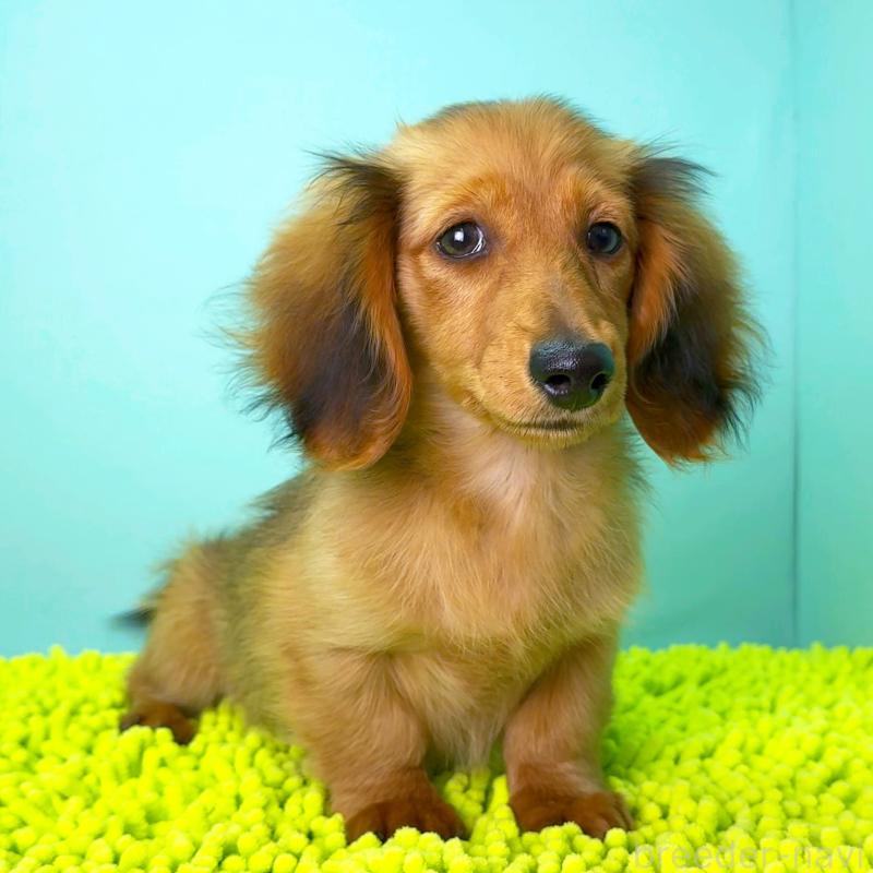 販売中の栃木県のミニチュアダックスフンド(ロングヘアード)-409515の4枚目