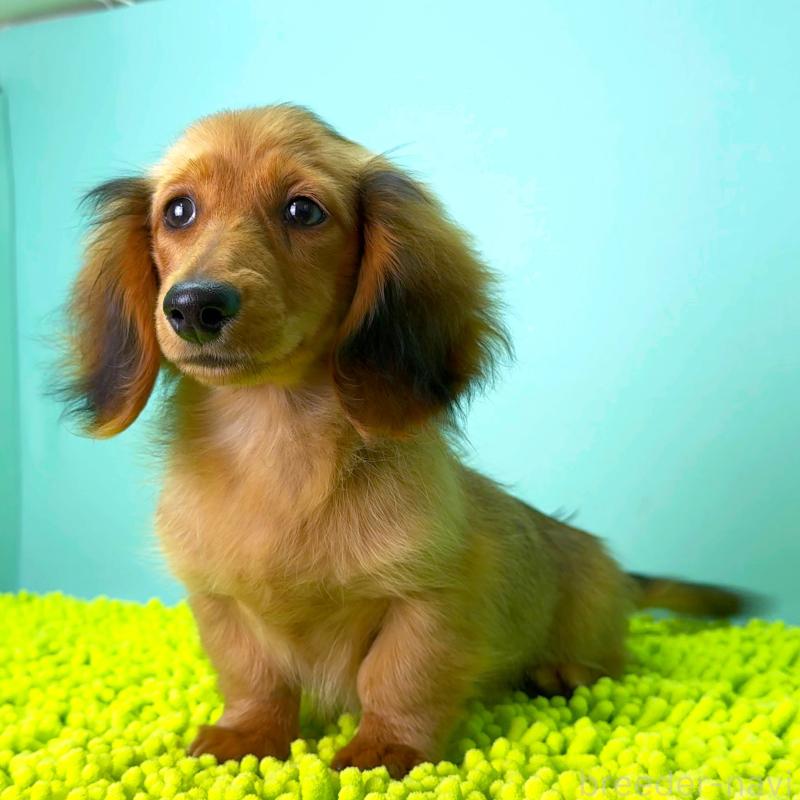 販売中の栃木県のミニチュアダックスフンド(ロングヘアード)-409515の3枚目