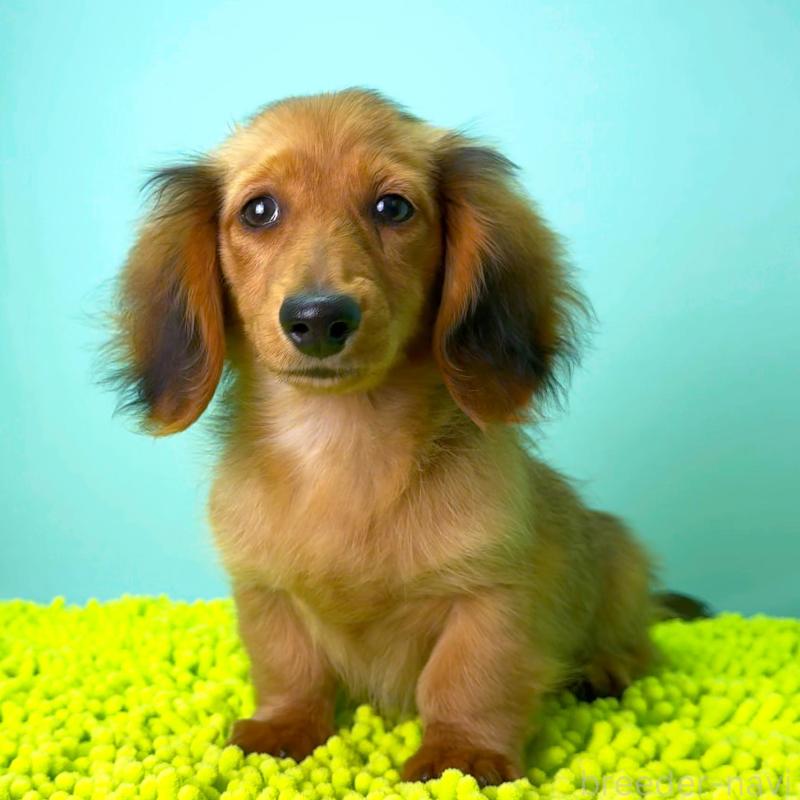 販売中の栃木県のミニチュアダックスフンド(ロングヘアード)-409515の2枚目