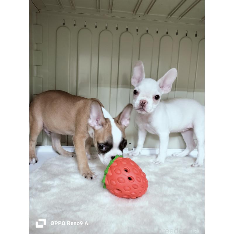 販売中の沖縄県のフレンチブルドッグ-414649の2枚目