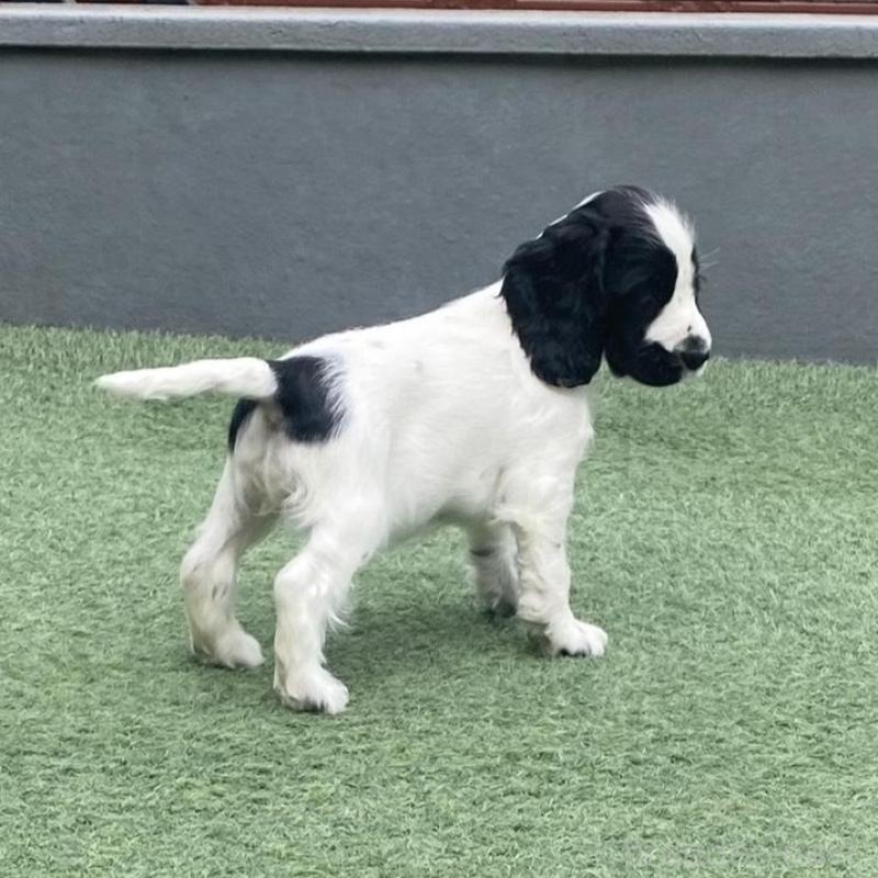 販売中の愛知県のイングリッシュコッカースパニエル-426908の4枚目