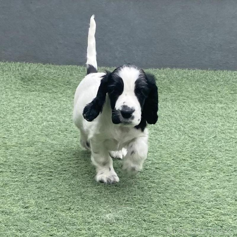 販売中の愛知県のイングリッシュコッカースパニエル-426908の1枚目