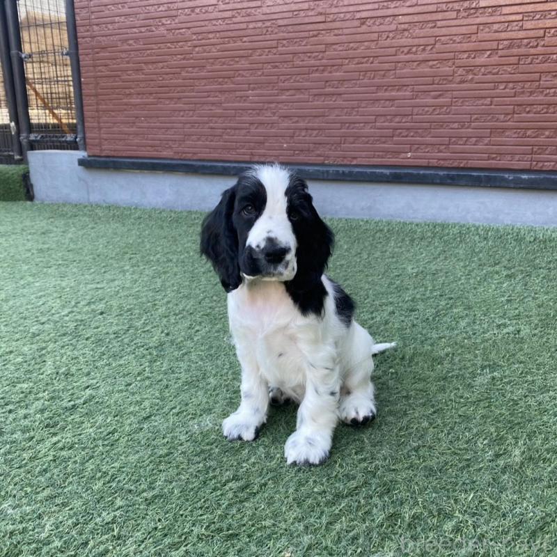 販売中の愛知県のイングリッシュコッカースパニエル-426908の2枚目