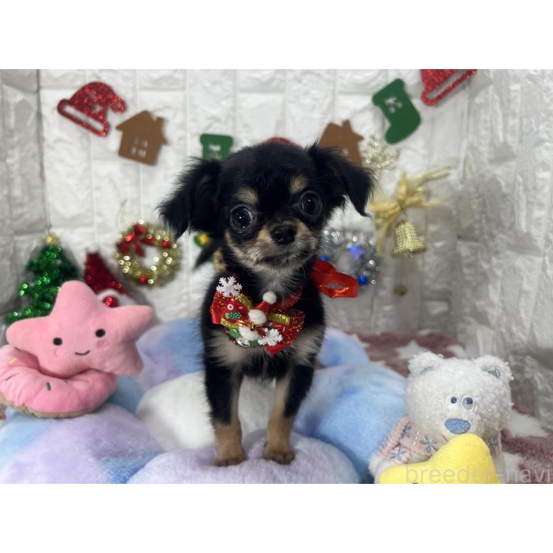 販売中の茨城県のチワワ(ロングコート)-418755