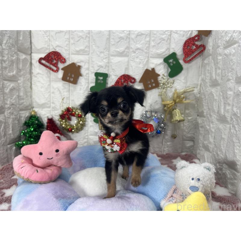 販売中の茨城県のチワワ(ロングコート)-418755の5枚目