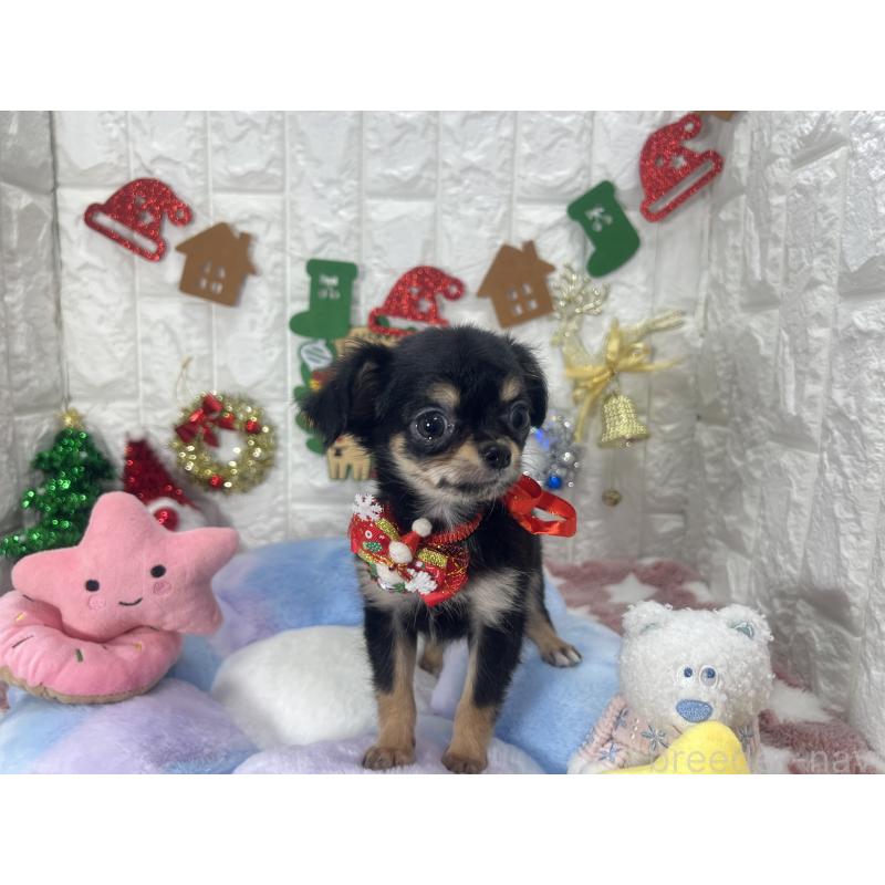 販売中の茨城県のチワワ(ロングコート)-418755の4枚目