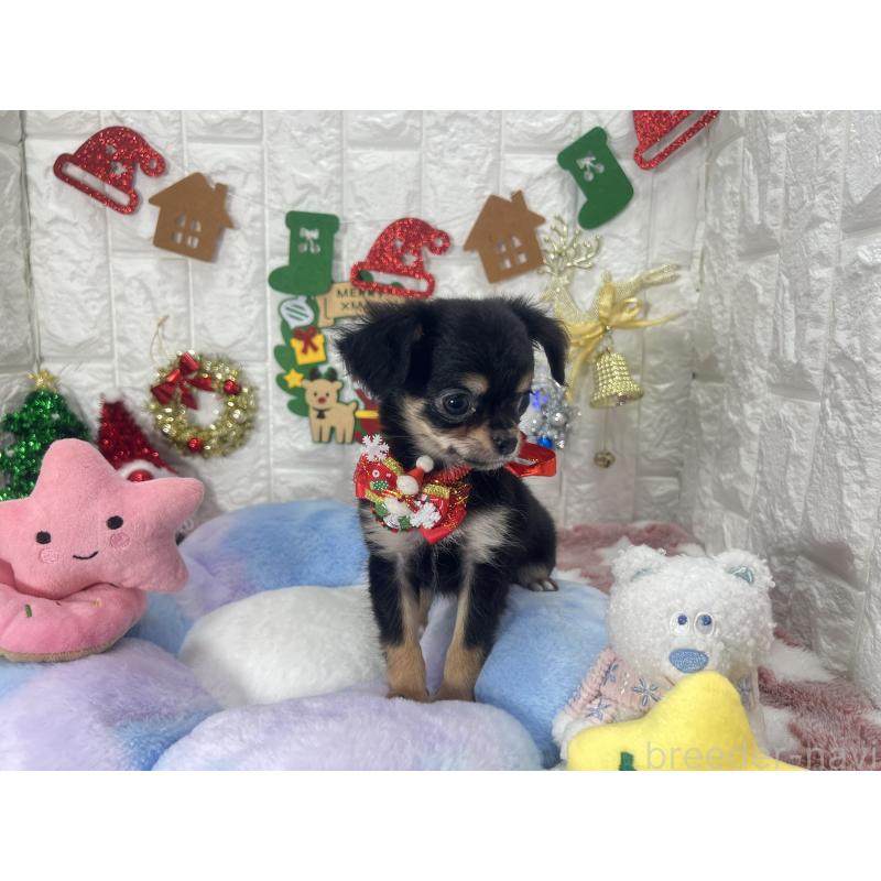 販売中の茨城県のチワワ(ロングコート)-418755の3枚目