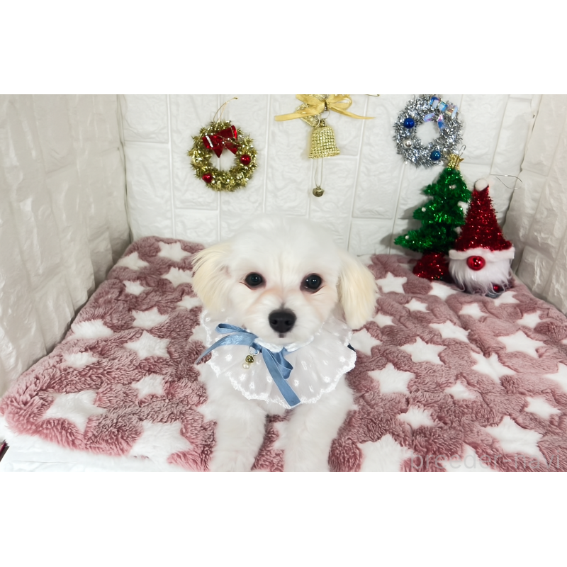 販売中の茨城県のチワマル:チワワ×マルチーズ-402707