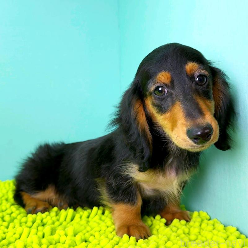 成約済の栃木県のミニチュアダックスフンド(ロングヘアード)-414345の10枚目