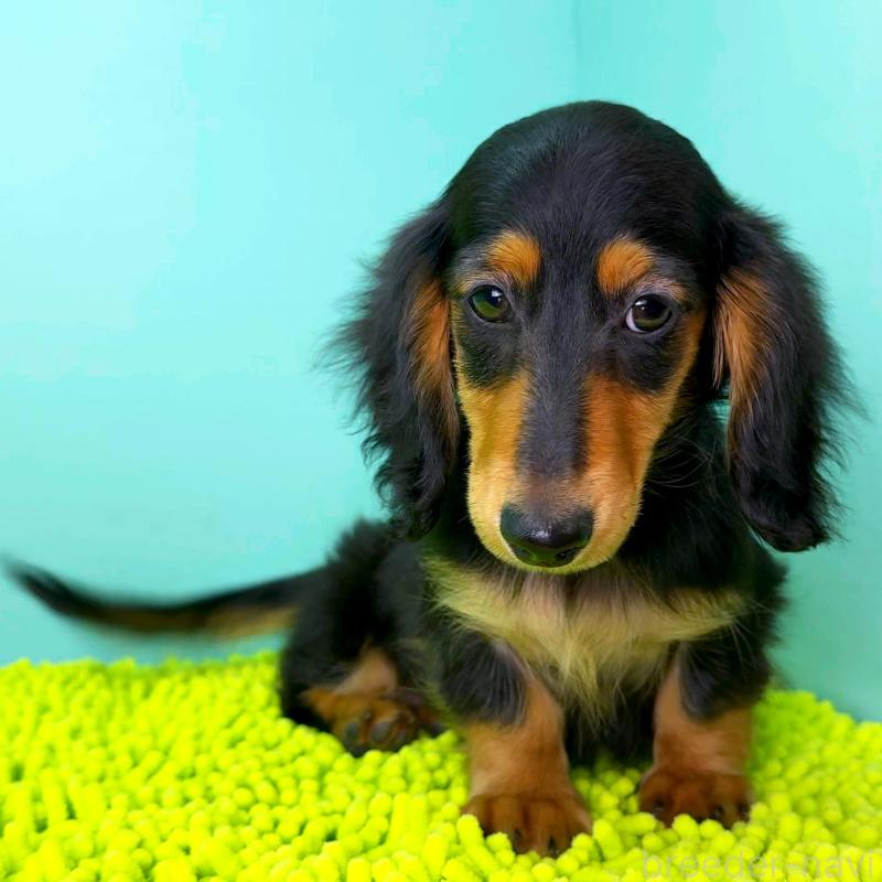 成約済の栃木県のミニチュアダックスフンド(ロングヘアード)-414345の8枚目