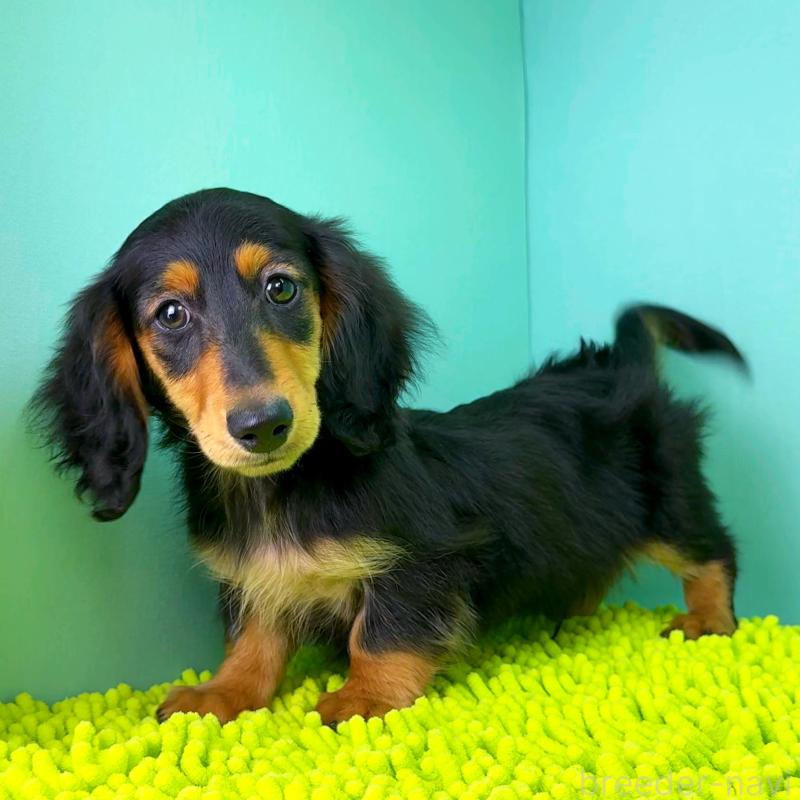 成約済の栃木県のミニチュアダックスフンド(ロングヘアード)-414345の7枚目