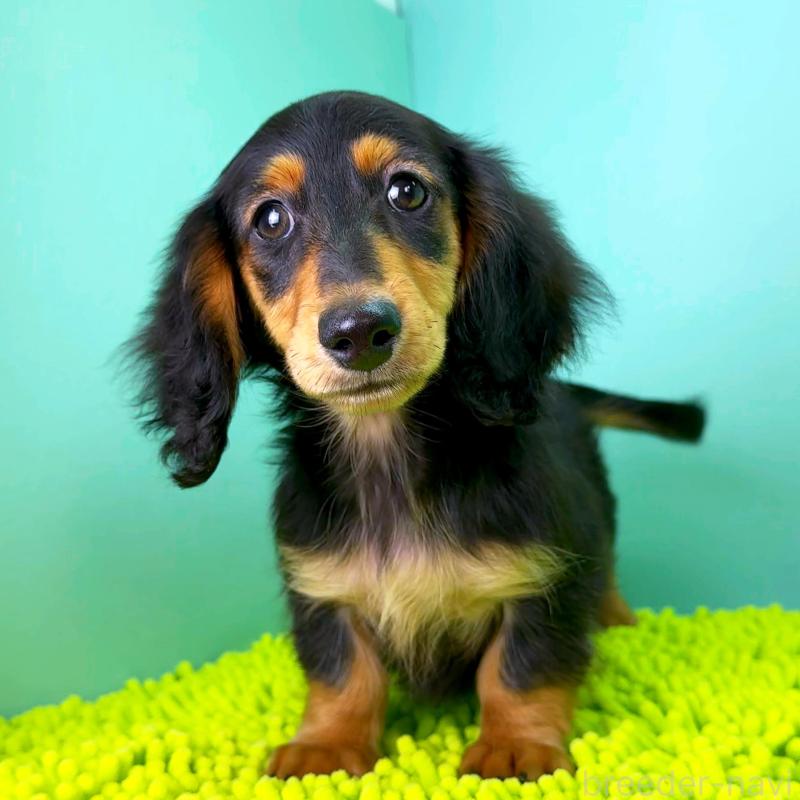 販売中の栃木県のミニチュアダックスフンド(ロングヘアード)-414345