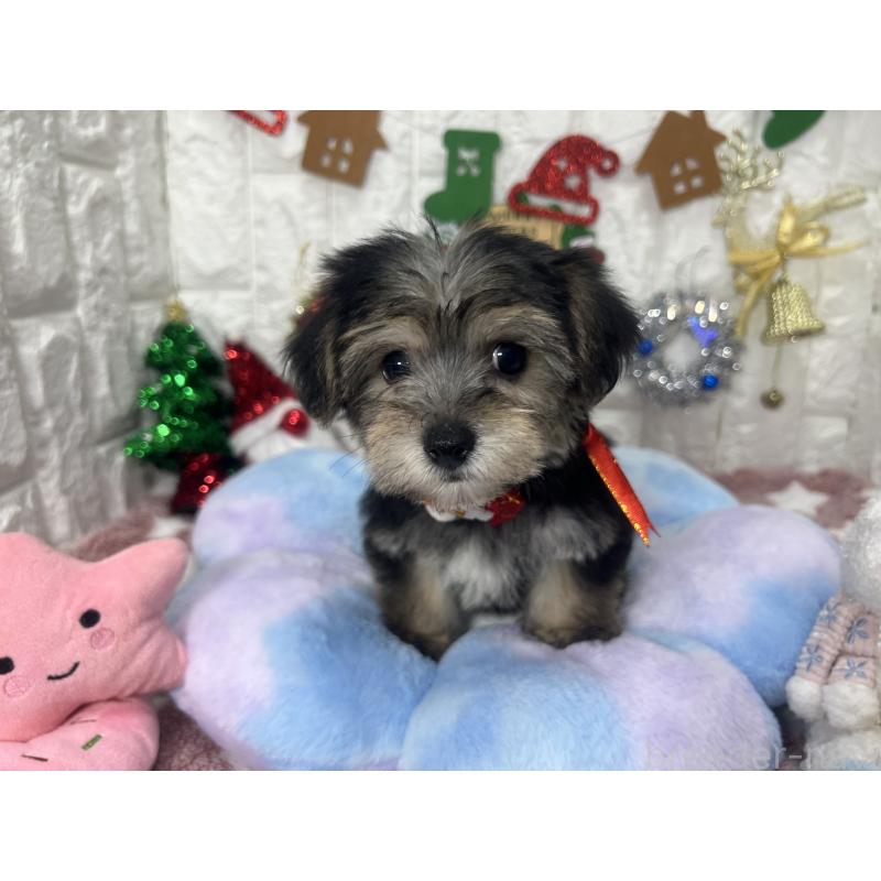 販売中の茨城県のミックス犬-418743