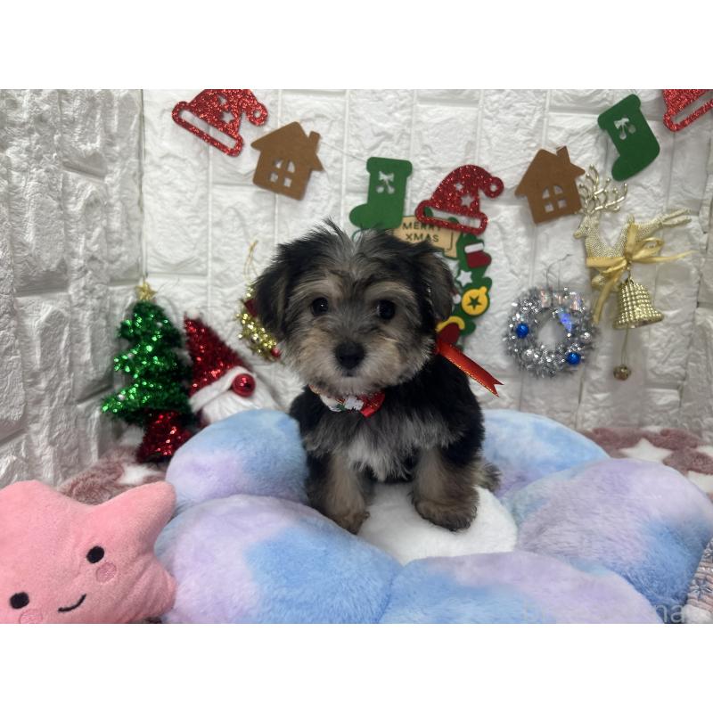 販売中の茨城県のミックス犬-418743の7枚目