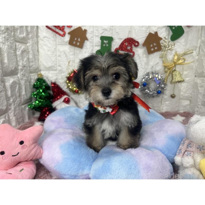 販売中の茨城県のミックス犬-418743の6枚目