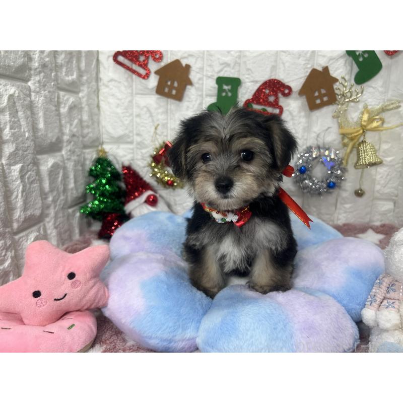 販売中の茨城県のミックス犬-418743の5枚目