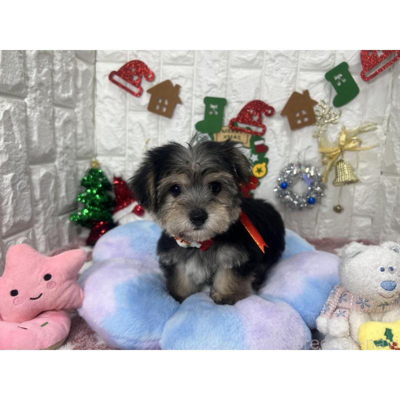 販売中の茨城県のミックス犬-418743の4枚目