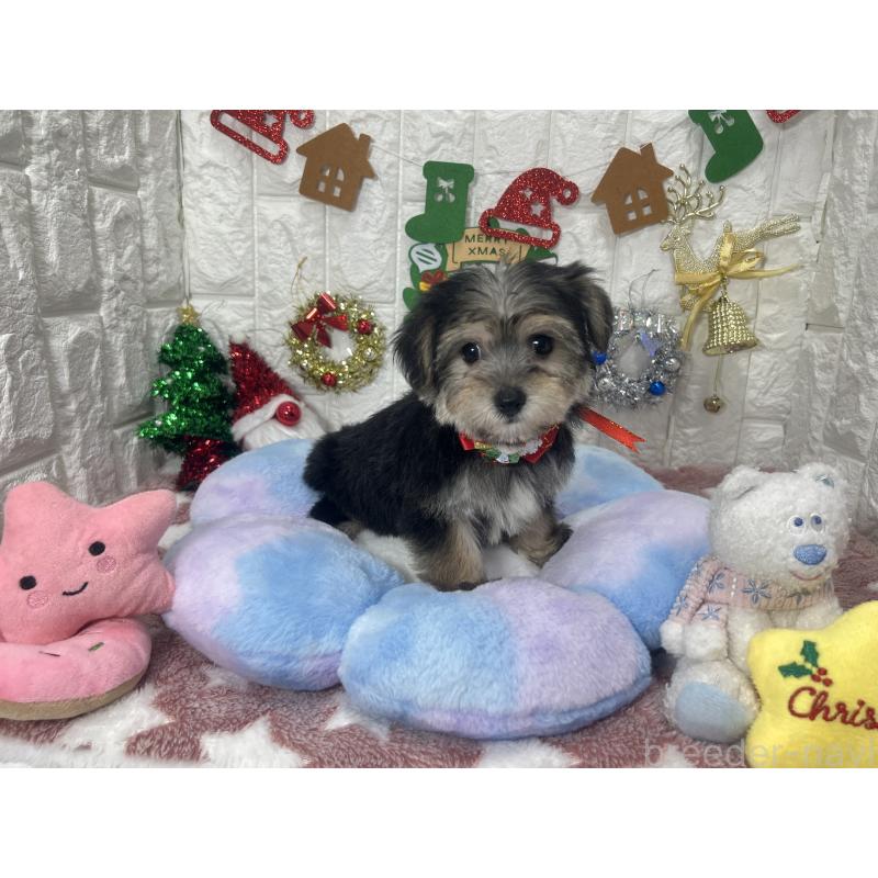 販売中の茨城県のミックス犬-418743の3枚目