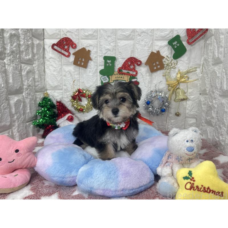 販売中の茨城県のミックス犬-418743の2枚目