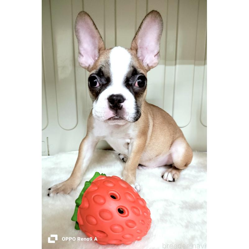 販売中の沖縄県のフレンチブルドッグ-414648