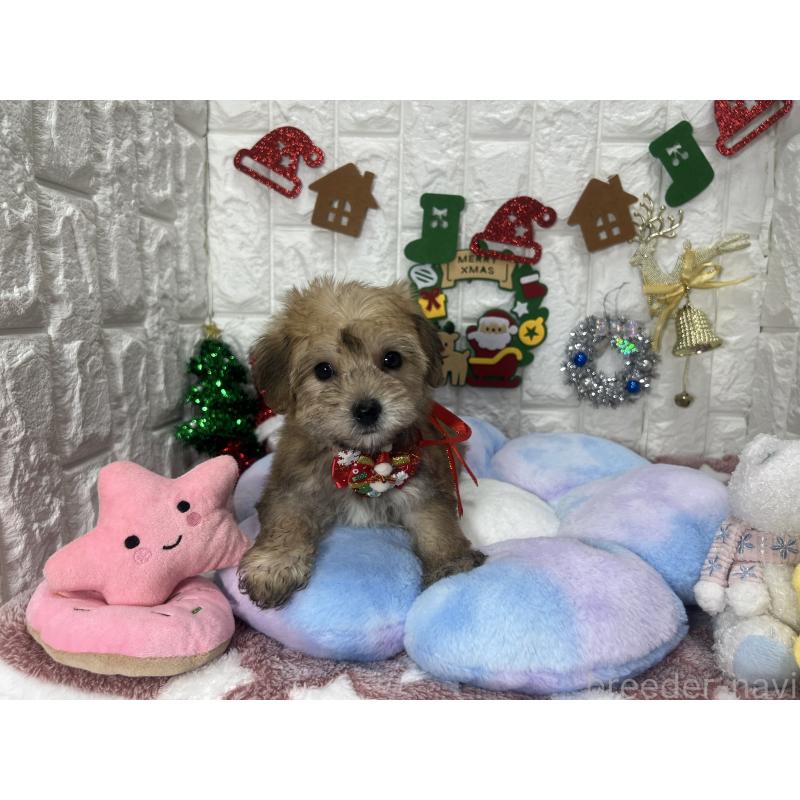 販売中の茨城県のミックス犬-418744の4枚目