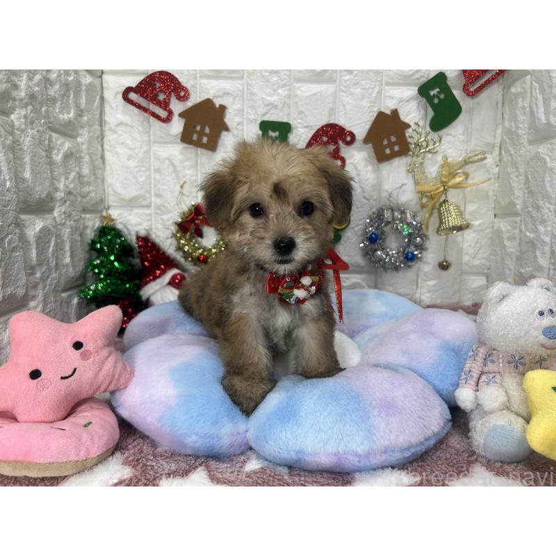 販売中の茨城県のミックス犬-418744の2枚目