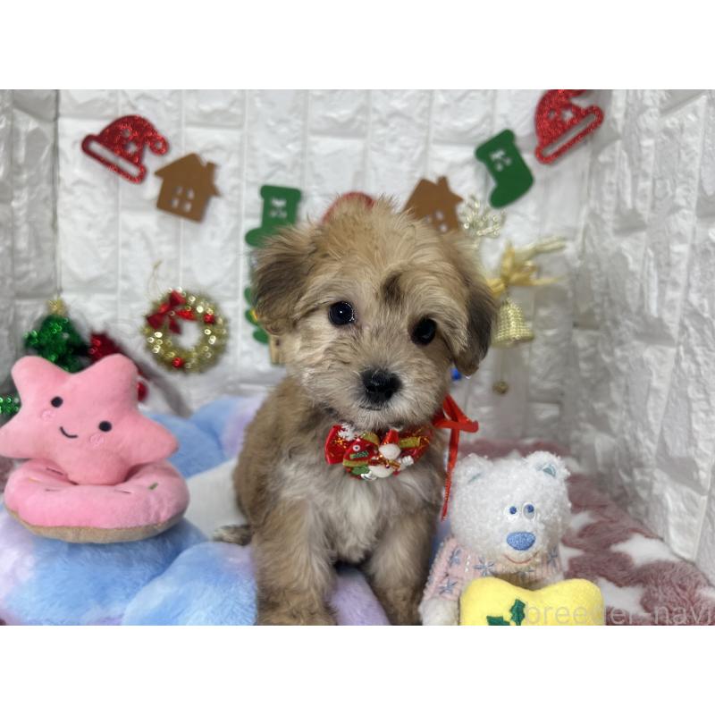 販売中の茨城県のミックス犬-418744