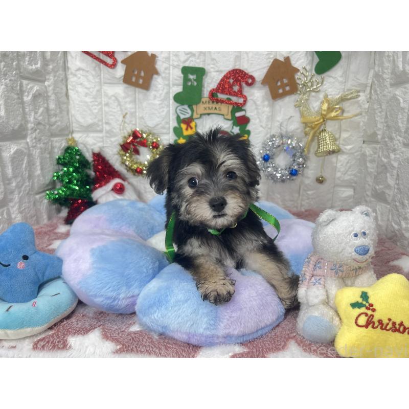 販売中の茨城県のミックス犬-418747の5枚目