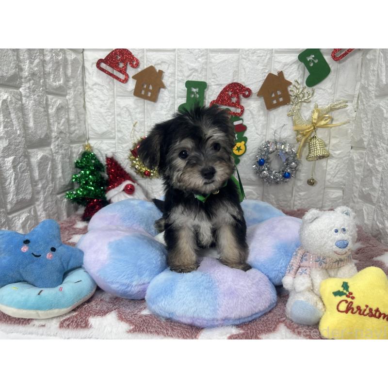 販売中の茨城県のミックス犬-418747の4枚目