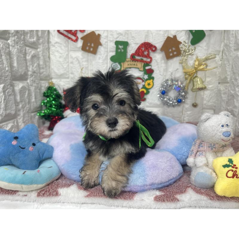 販売中の茨城県のミックス犬-418747の1枚目