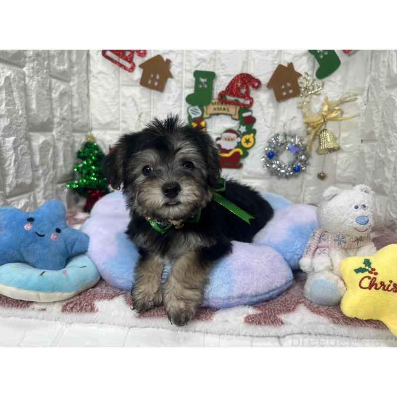 販売中の茨城県のミックス犬-418747の3枚目