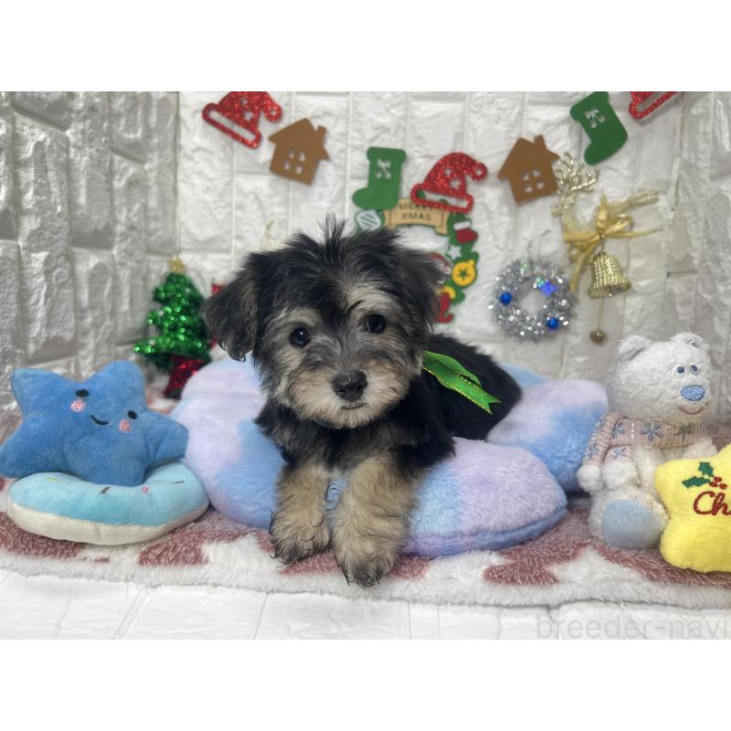 販売中の茨城県のミックス犬-418747の2枚目