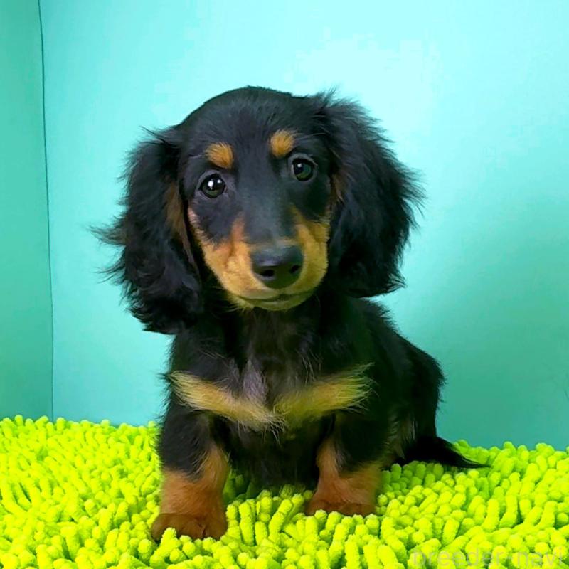 販売中の栃木県のミニチュアダックスフンド(ロングヘアード)-414361