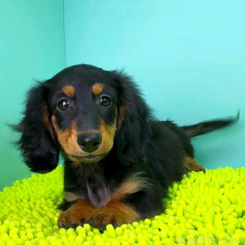 販売中の栃木県のミニチュアダックスフンド(ロングヘアード)-414361の12枚目