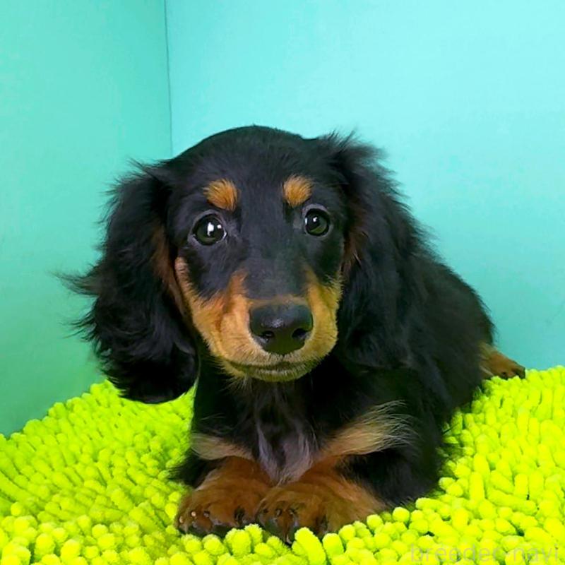 販売中の栃木県のミニチュアダックスフンド(ロングヘアード)-414361の11枚目