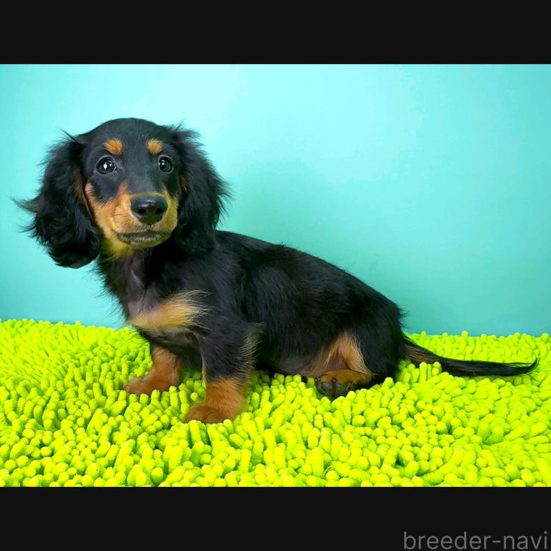 販売中の栃木県のミニチュアダックスフンド(ロングヘアード)-414361の10枚目