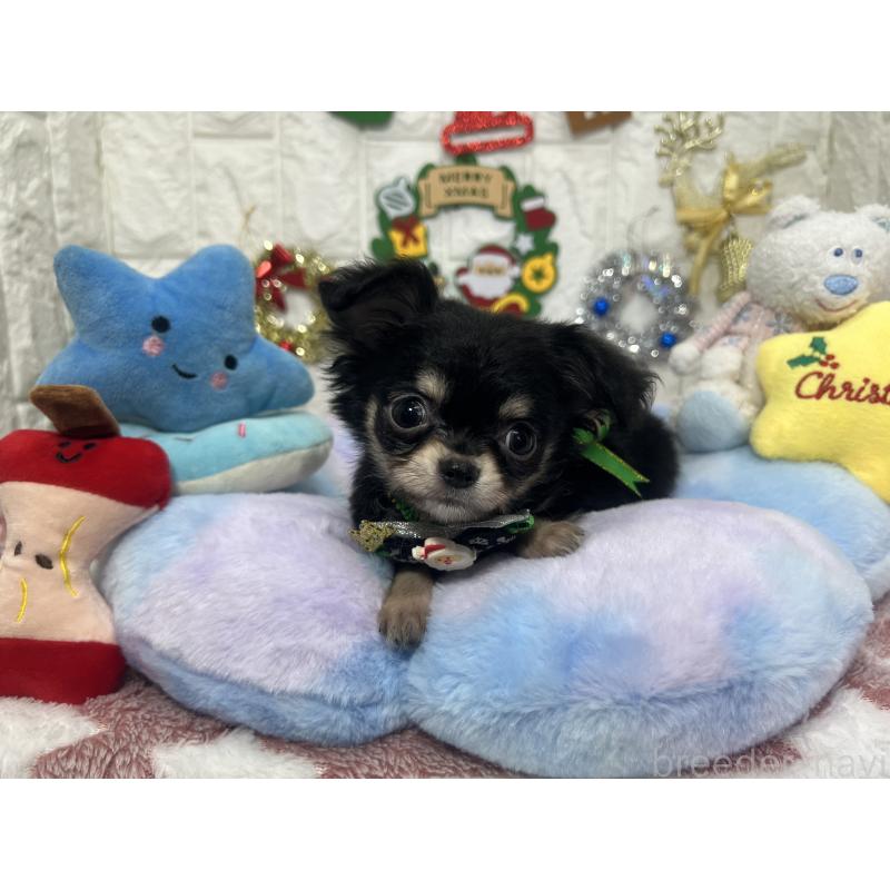 販売中の茨城県のチワワ(ロングコート)-418751