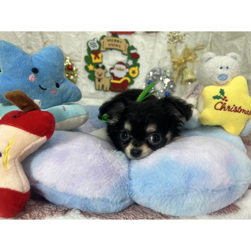 販売中の茨城県のチワワ(ロングコート)-418751の5枚目