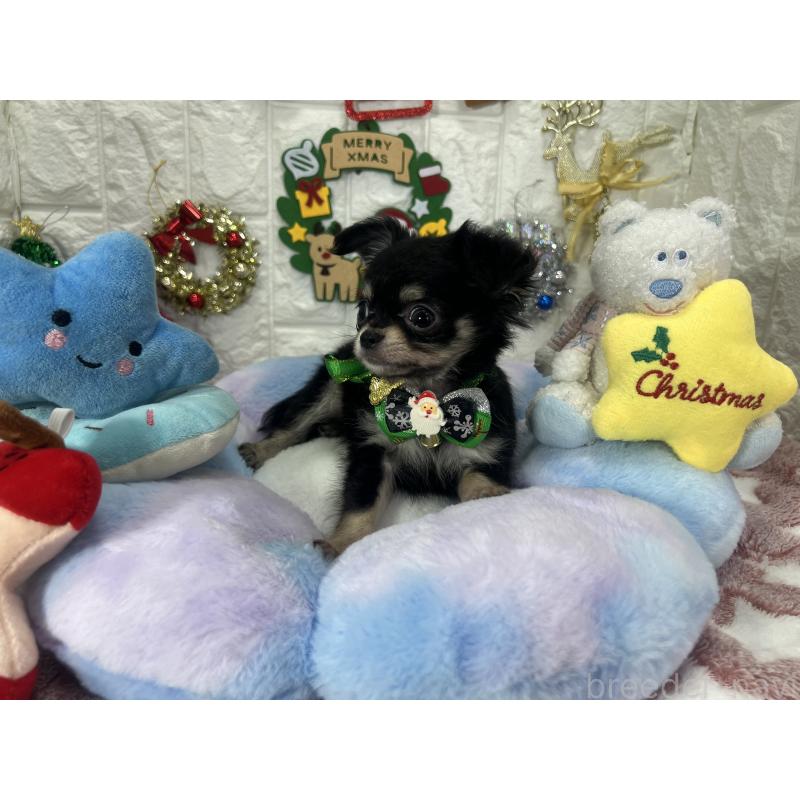 販売中の茨城県のチワワ(ロングコート)-418751の4枚目