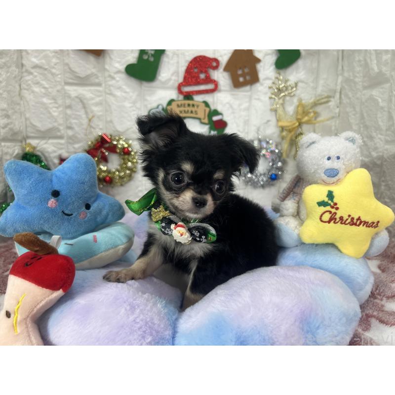 販売中の茨城県のチワワ(ロングコート)-418751の3枚目