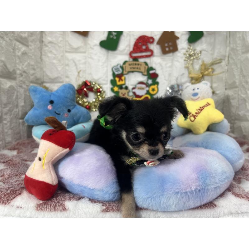 販売中の茨城県のチワワ(ロングコート)-418751の2枚目