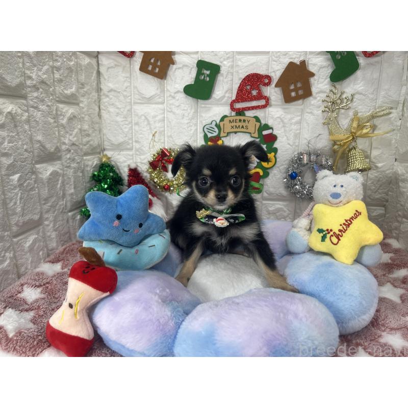 販売中の茨城県のチワワ(ロングコート)-418754の5枚目